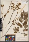 Foto von Salix cinerea L.